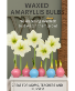 Waxed Amaryllis Bulb 