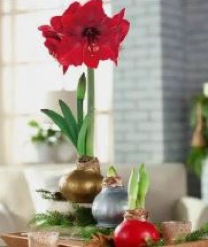 Waxed Amaryllis  Bulbs