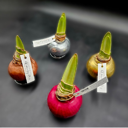 Waxed Amaryllis Flowering Bulbs