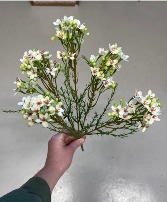 Waxflower 