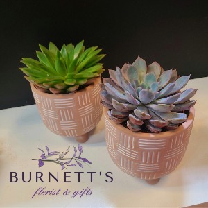 Weave Potted Succulent Plant