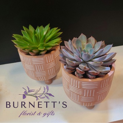 Weave Potted Succulent Plant