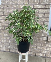 Weeping Fig Indoor Plant