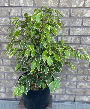 Weeping Fig Indoor Plants