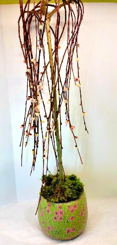 Category Image