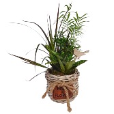 Joyful Tropical Basket Plants