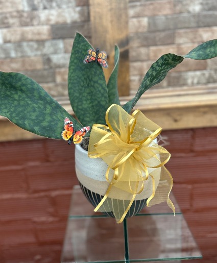Whale Fin Sansevieria