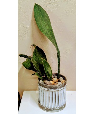 Whale Tail Plant 7" metal pot or pottery pot Only 2 available in store NOW