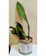Whale Tail Plant 7" metal pot or pottery pot Only 2 available in store NOW
