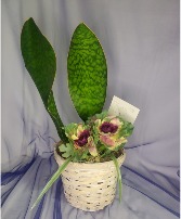 Whale Tale Plants in Basket w/Silk Kale 