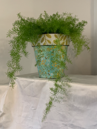 Whimsical Bumblebee w/ asparagus fern Plant