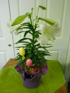 Whimsical Easter Lily Plant