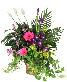 Category Image