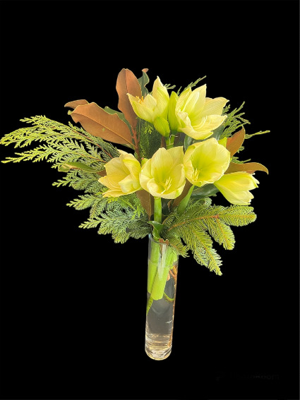 White Amaryllis