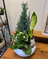 White Amaryllis Planter 