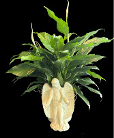 White angel peace lily Peace lily