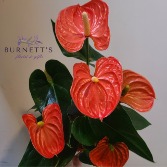 Orange Anthurium Plant