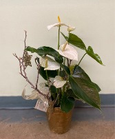 White Anthurium Planter Indoor Blooming Plant