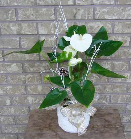 WHITE ANTHURIUM Indoor Blooming Plant