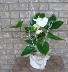 WHITE ANTHURIUM PLANTER Indoor Blooming Plant