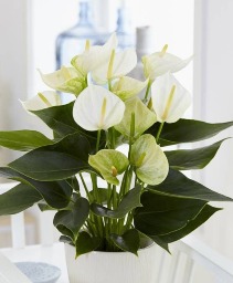 WHITE ANTHURIUM PLANT  