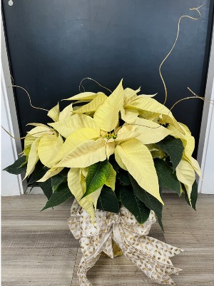 White Big-show poinsettia 