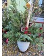 White Birch Porch Pot Out door Porch Pot