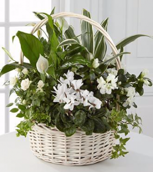 White Blooming Basket Sympathy Plant