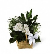 Assorted Green Plants with Fresh white flowers Dish Garden