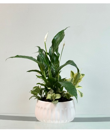 White Blossom Peace Lily Dish Garden in Newmarket, ON | FLOWERS 'N THINGS FLOWER & GIFT SHOP White Blossom Peace Lily Dish Garden in Newmarket, ON | FLOWERS 'N THINGS FLOWER & GIFT SHOP