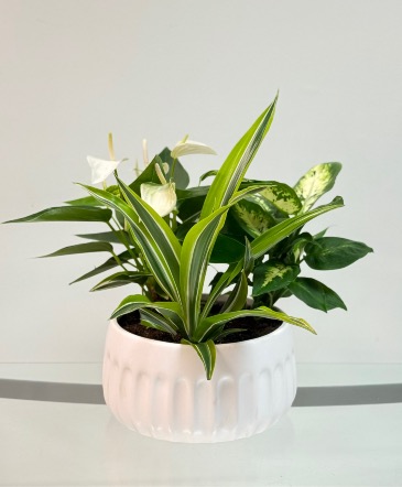 White Blossom Anthurium  Dish Garden in Newmarket, ON | FLOWERS 'N THINGS FLOWER & GIFT SHOP White Blossom Anthurium  Dish Garden in Newmarket, ON | FLOWERS 'N THINGS FLOWER & GIFT SHOP