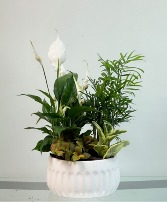 White Blossom Dish Garden