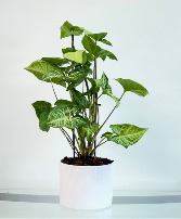 White Butterfly Syngonium House Plant