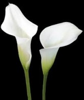 White Calla Lily 