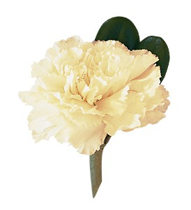 White Carnation  Boutonniere 