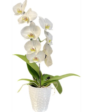 White Cascading Orchid Plant 