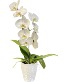 White Cascading Orchid Plant 