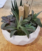 White Ceramic Bowl Succulent Garden