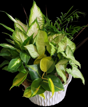 White Ceramic Dishgarden