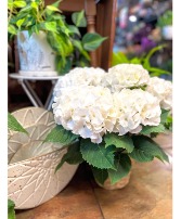 White Cloud Hydrangea Blooming Plant