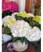 White Cloud Hydrangea Blooming Plant