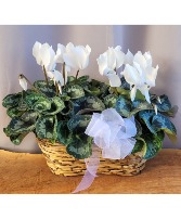 White Cyclamen Blooming Plant