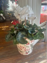 white cyclamen holly jolly pot 