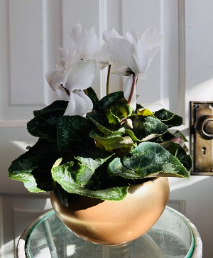 White Cyclamen - Luna Pot 