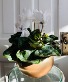 White Cyclamen - Luna Pot 