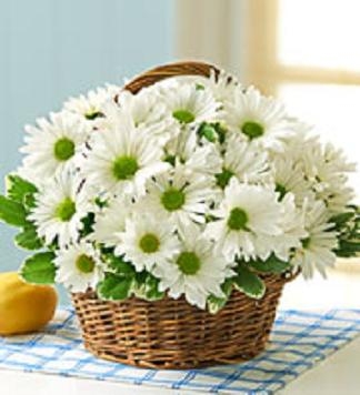 White Daisy Basket Long Lasting Natural Beauty, starts @ $29.99