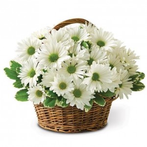 White Daisy Basket Also available in Yellow or Lavender