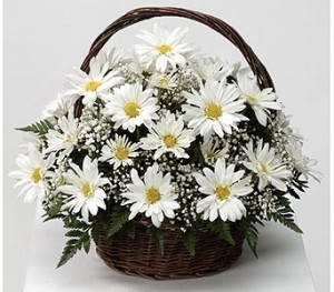 White Daisy Basket Fresh basket arrangement