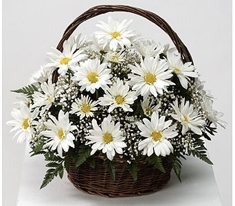 White Daisy Basket Fresh basket arrangement