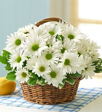 White Daisy Basket